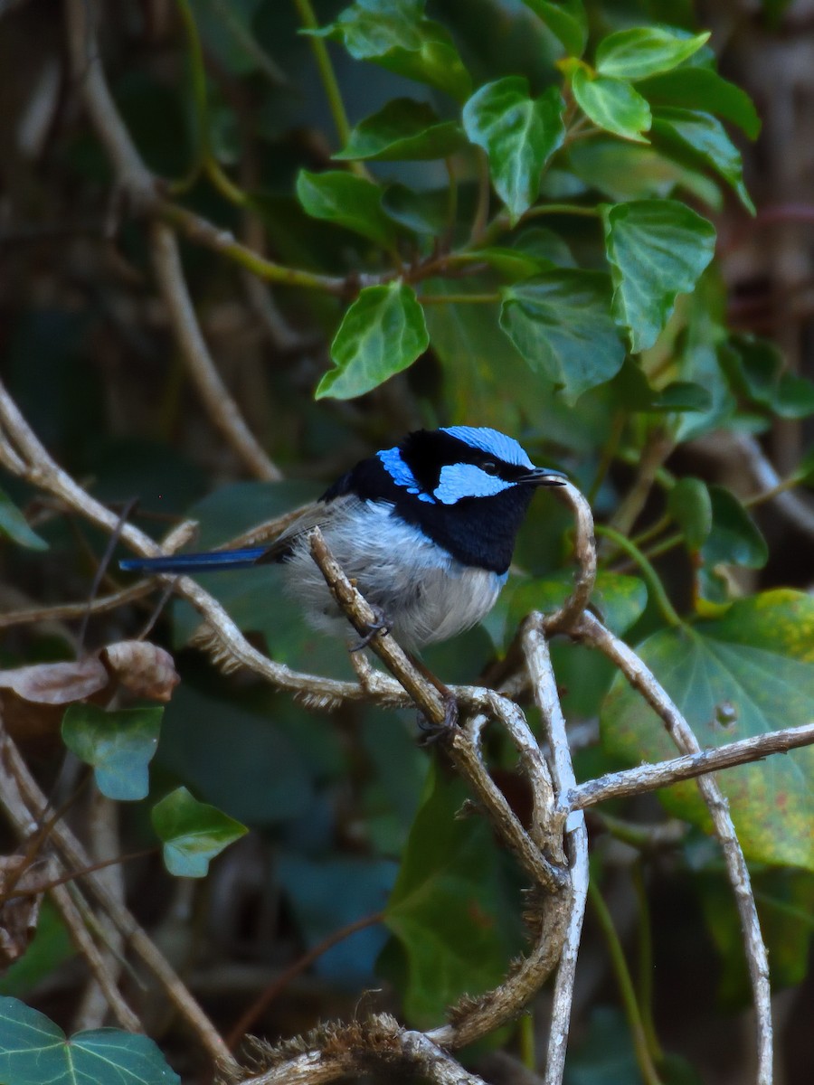 Superb Fairywren - ML642192913