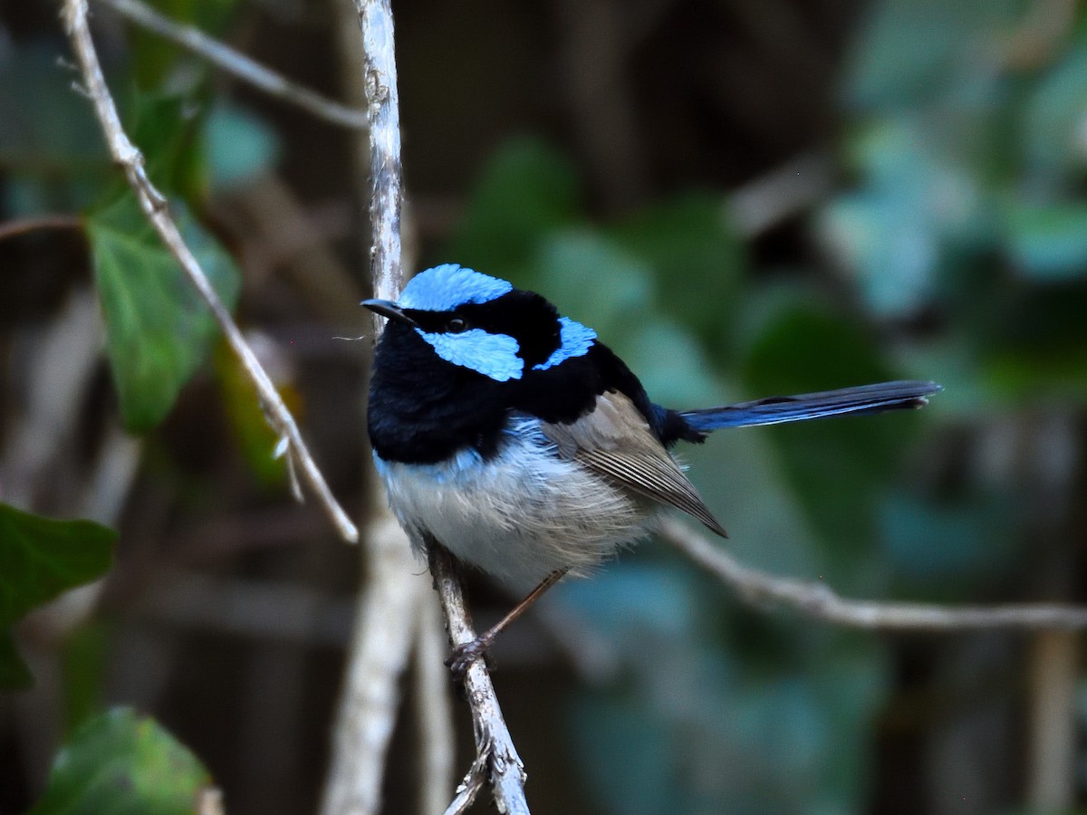 Superb Fairywren - ML642192914