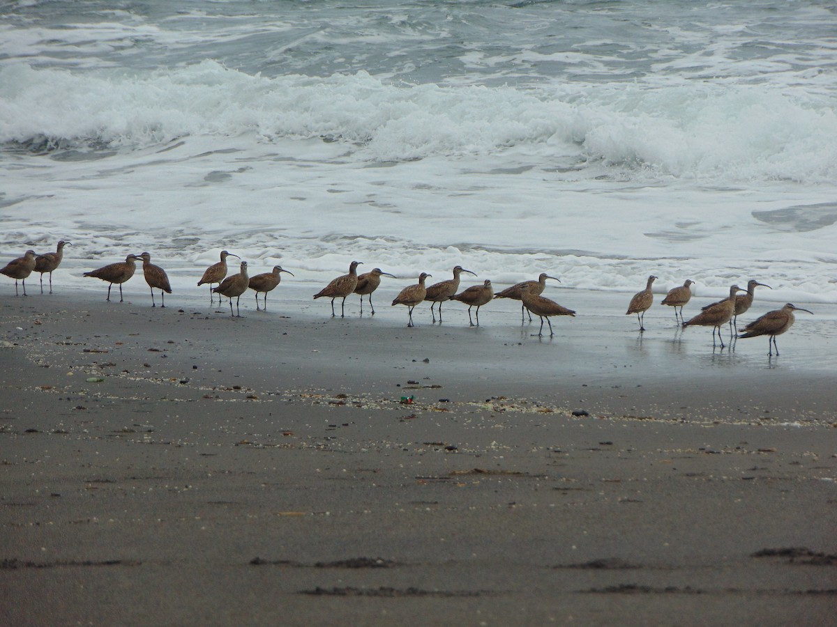 Hudsonian Whimbrel - ML642192953