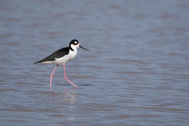 Black-necked Stilt - ML642192962