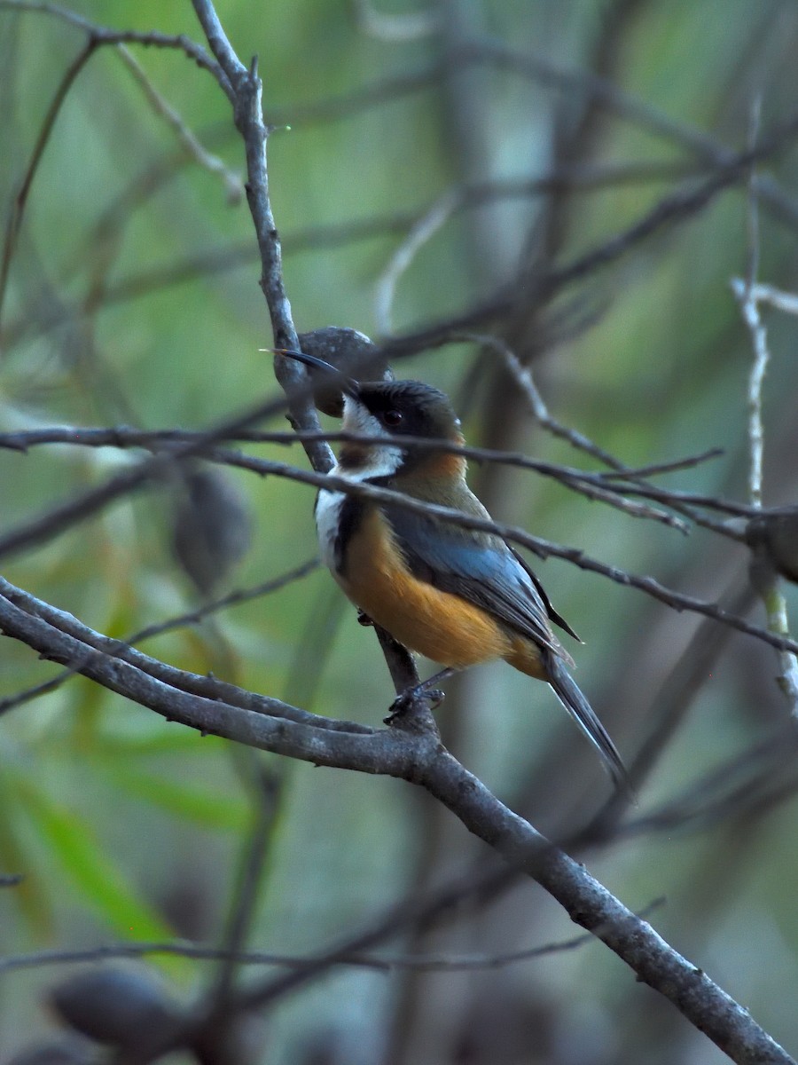 Eastern Spinebill - ML642192963