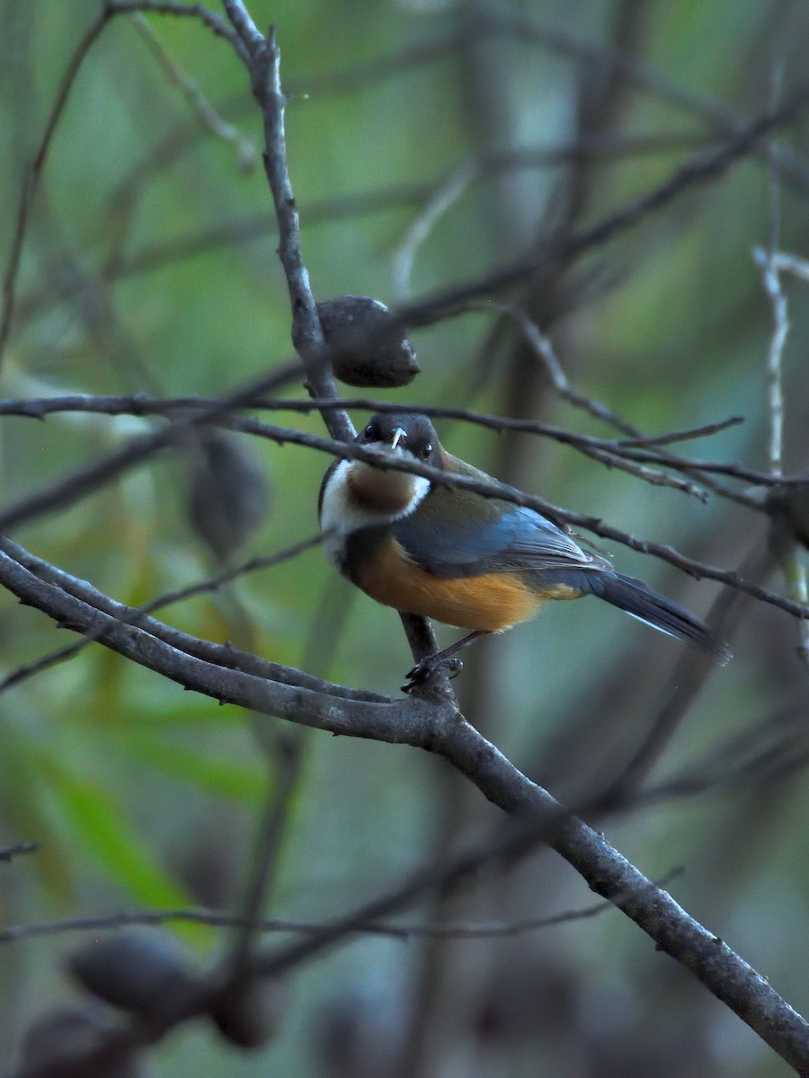 Eastern Spinebill - ML642192964