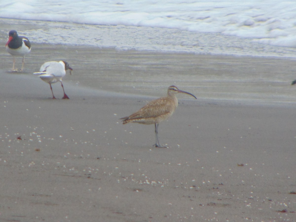 Hudsonian Whimbrel - ML642192966