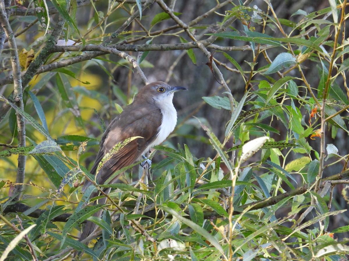 Black-billed Cuckoo - ML642192967