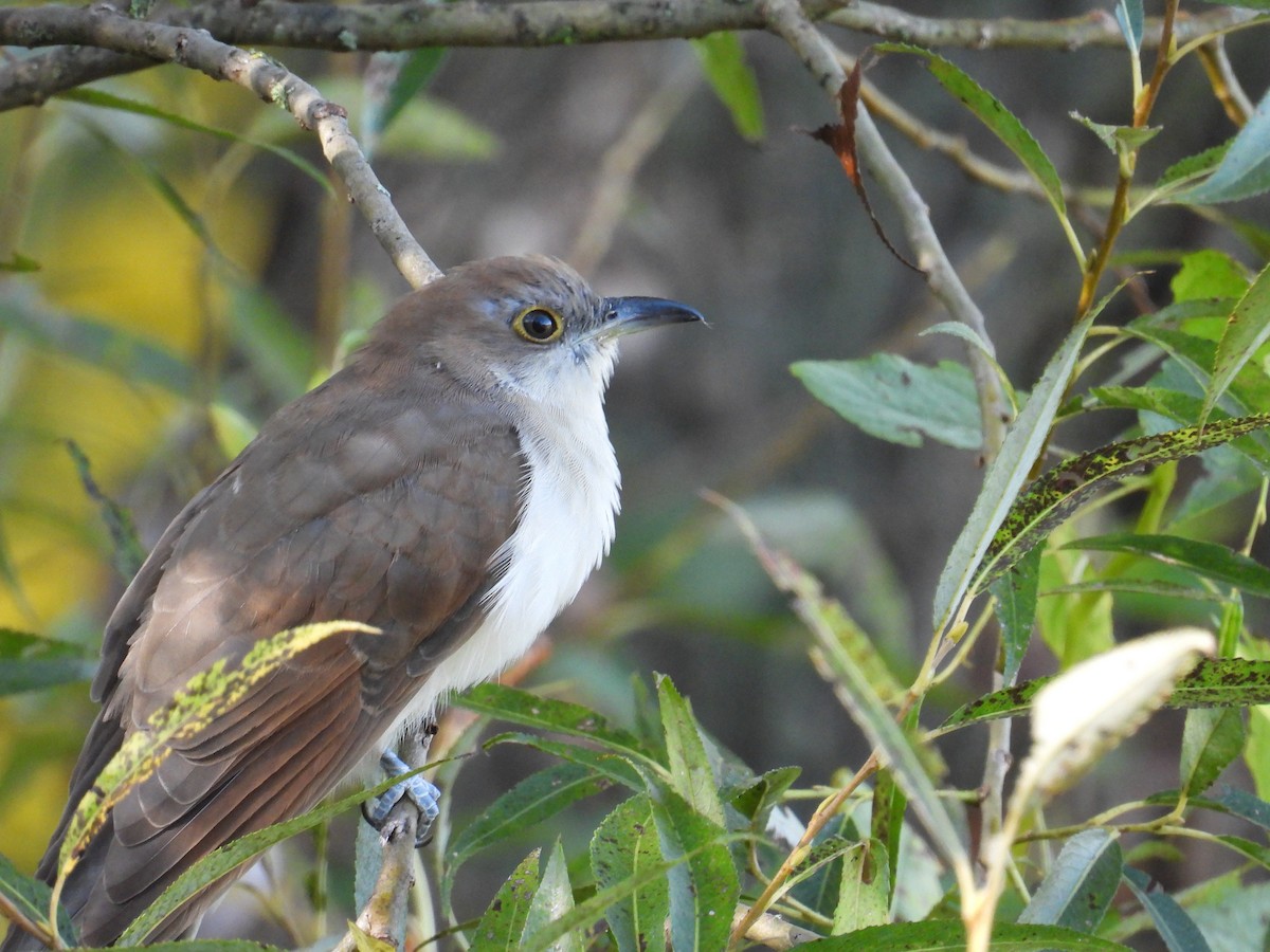 Black-billed Cuckoo - ML642192968