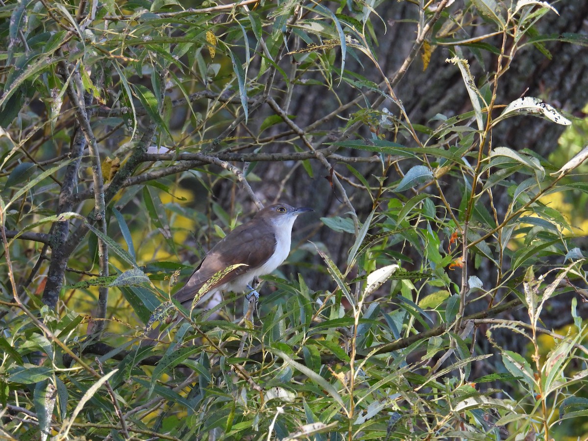 Black-billed Cuckoo - ML642192969