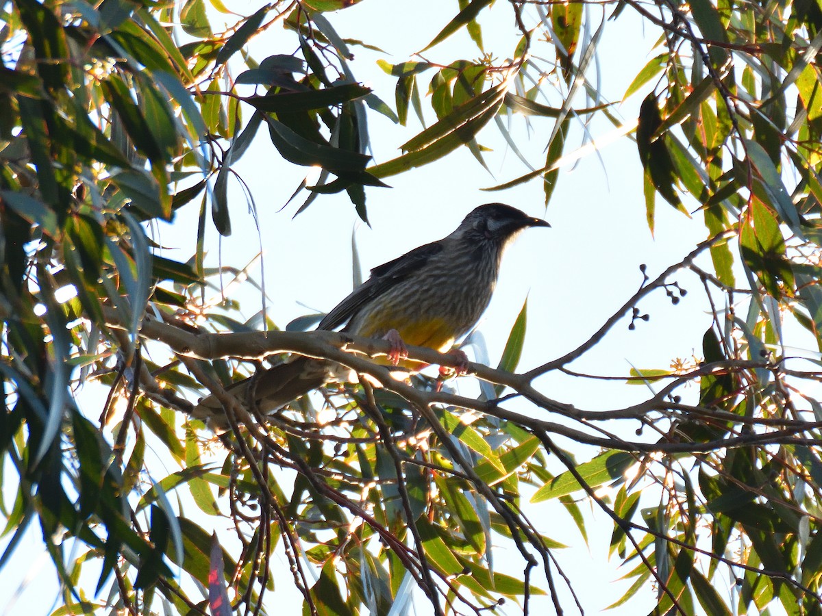 Red Wattlebird - ML642192981