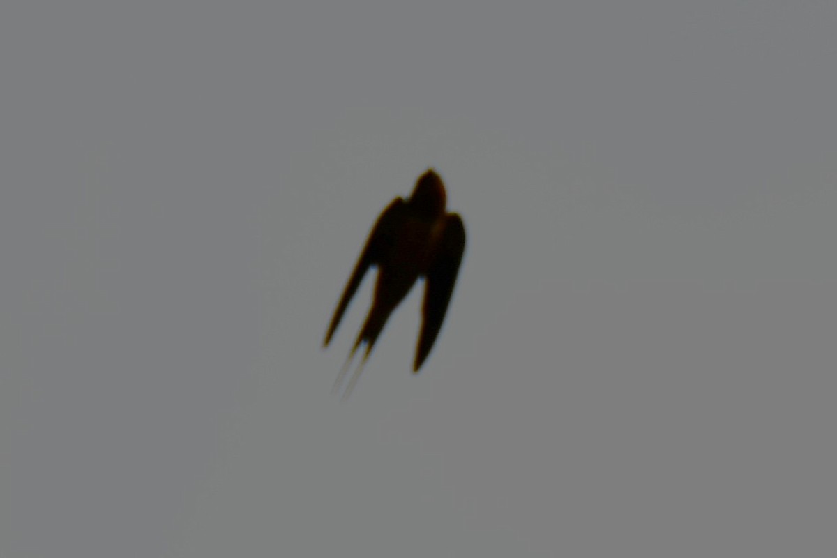 låvesvale - ML642193002
