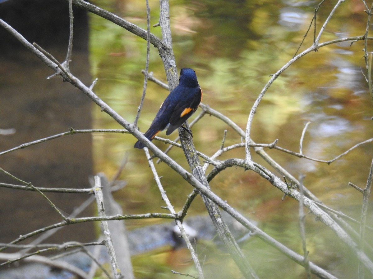 rødstjertparula - ML642193009