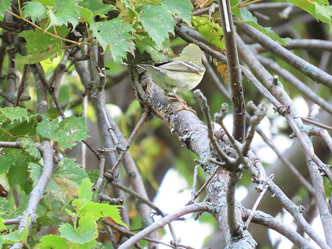 svarthetteparula - ML642193013
