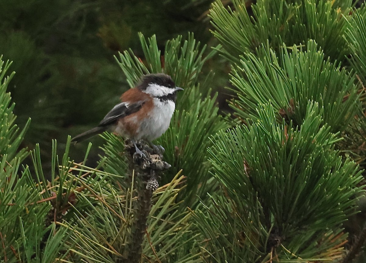 Chestnut-backed Chickadee - ML642193057