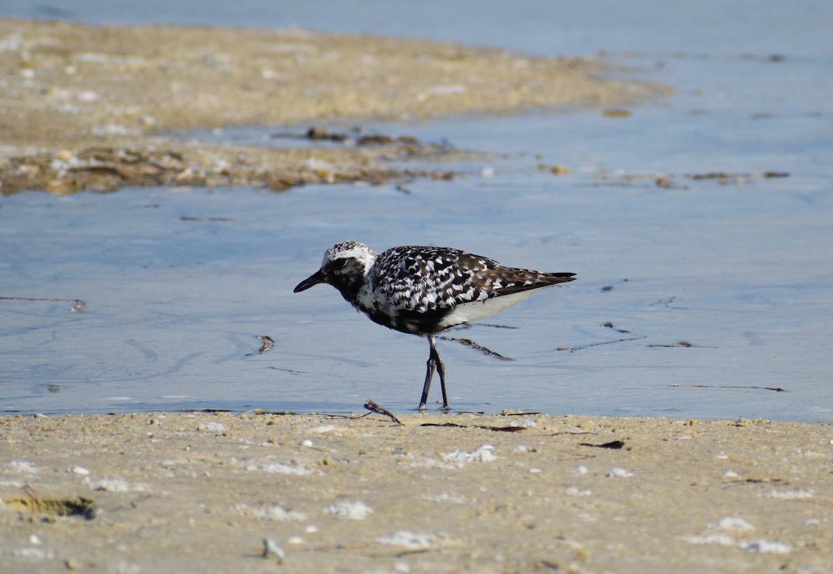 Black-bellied Plover - ML642193059