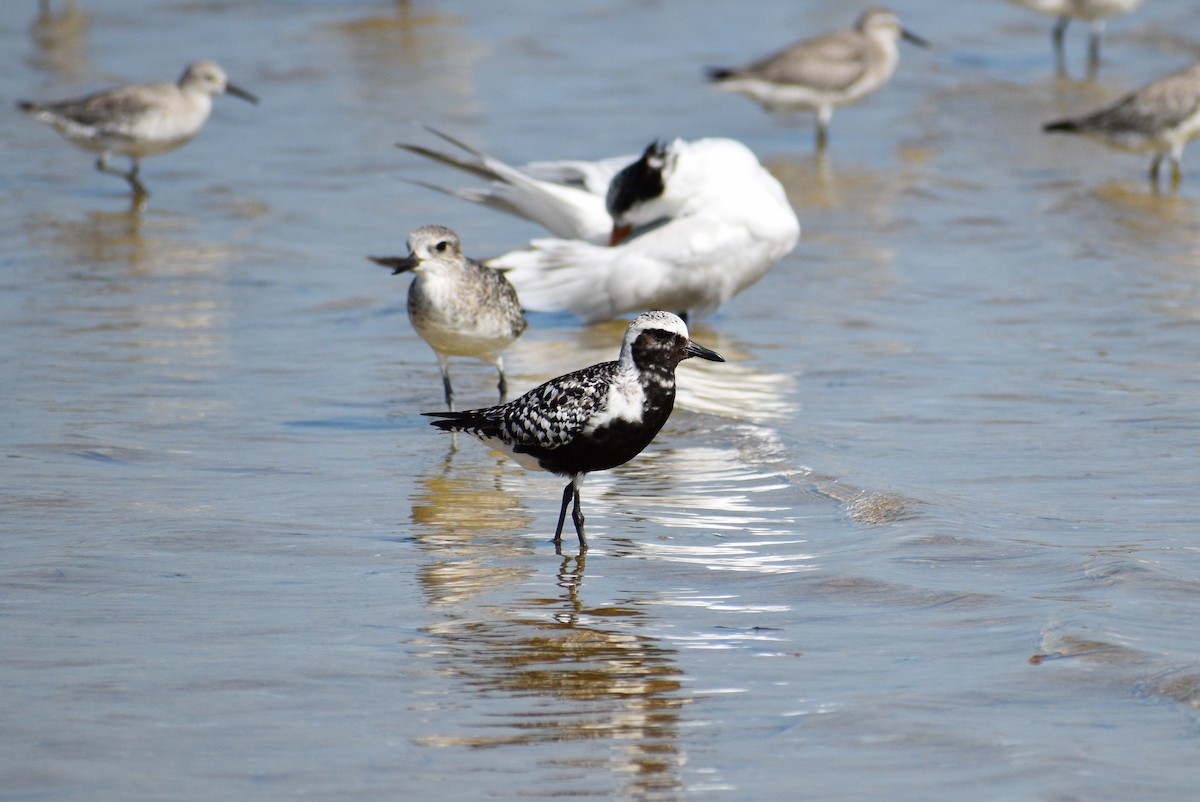 Black-bellied Plover - ML642193061