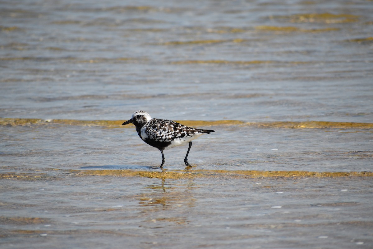 Black-bellied Plover - ML642193063