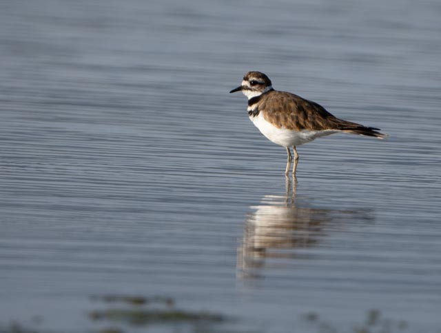 Killdeer - ML642193065