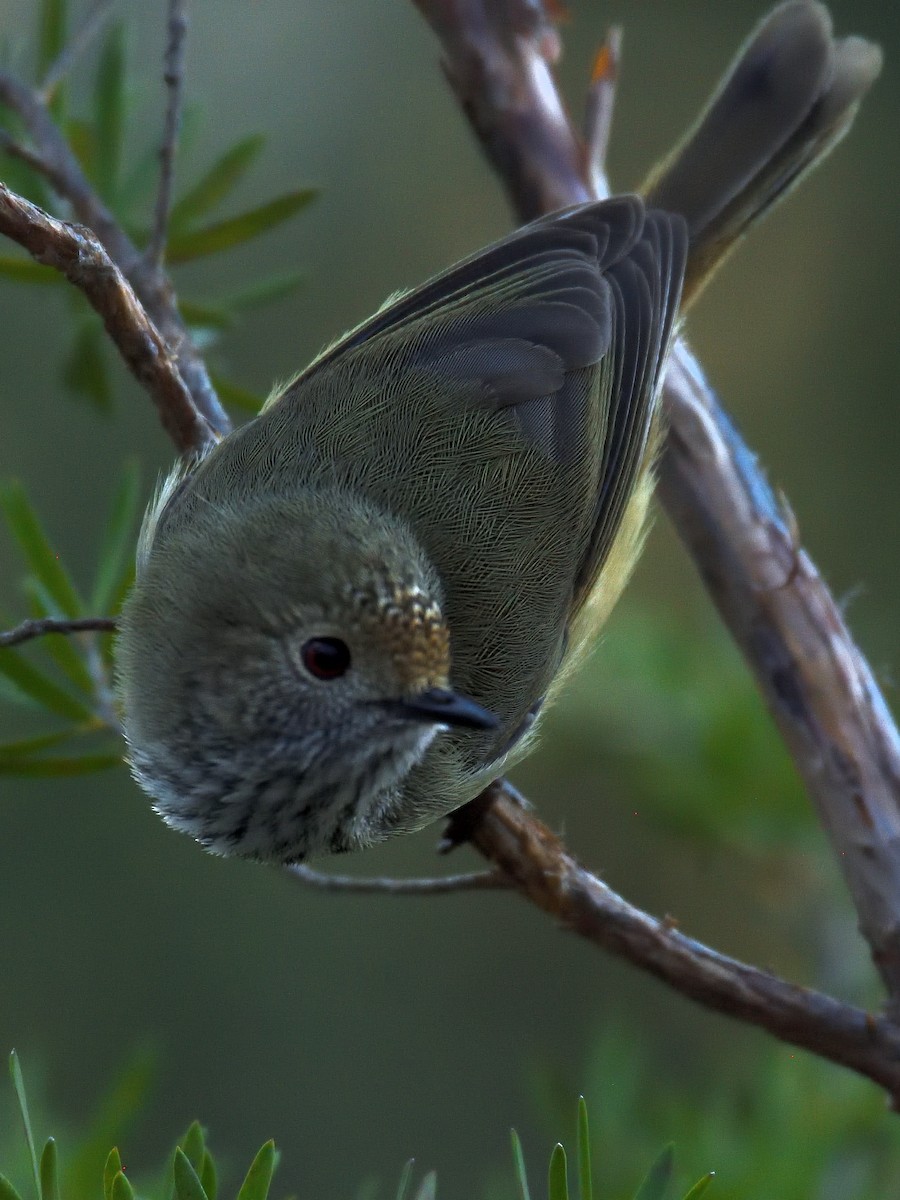 Brown Thornbill - ML642193072