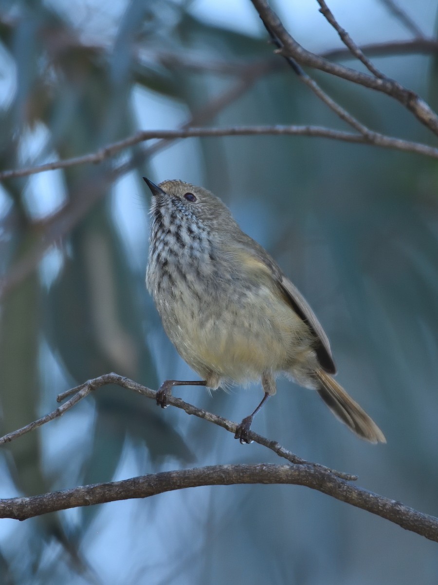 Brown Thornbill - ML642193075