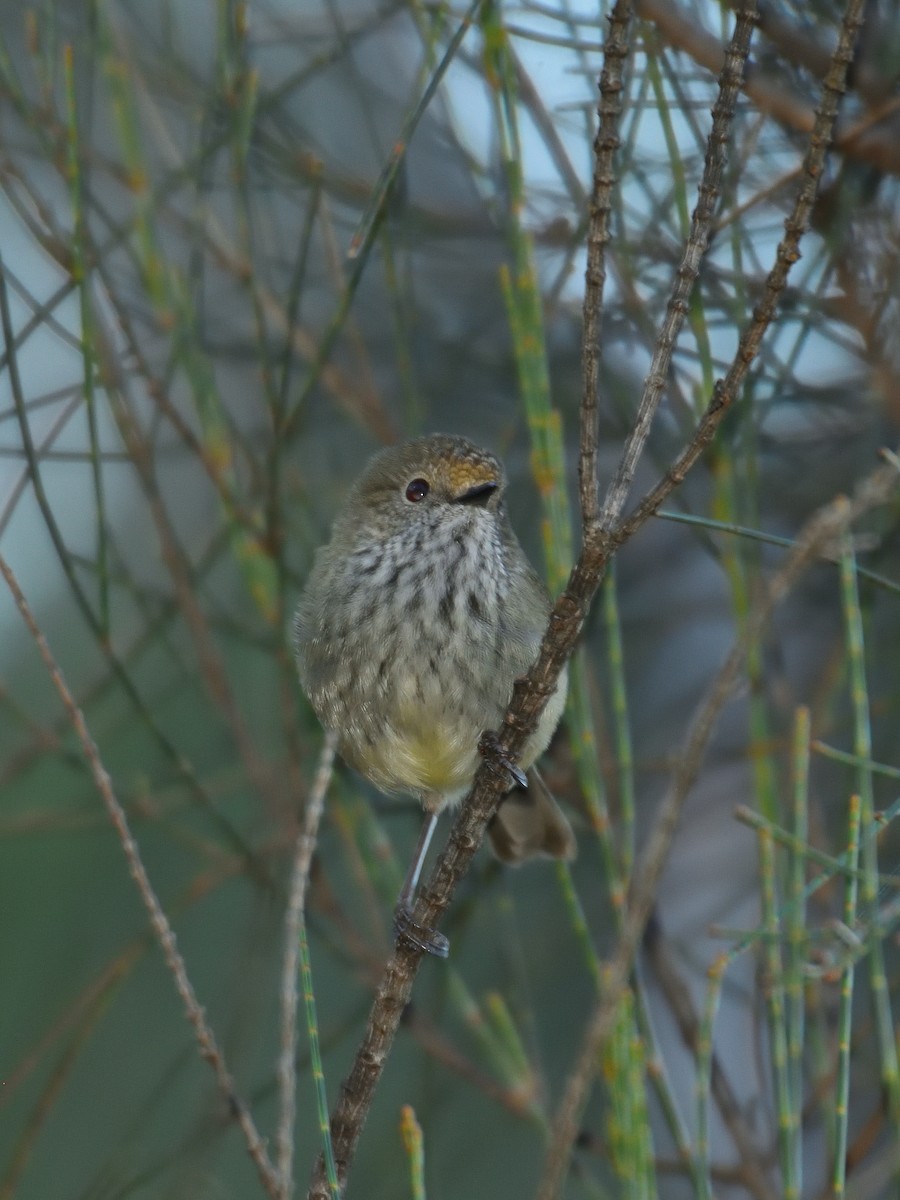 Brown Thornbill - ML642193077