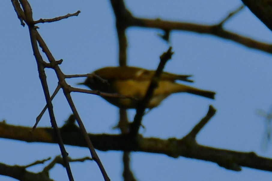 Ruby-crowned Kinglet - ML642193080
