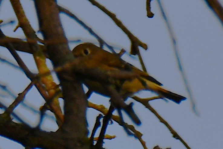 Ruby-crowned Kinglet - ML642193083
