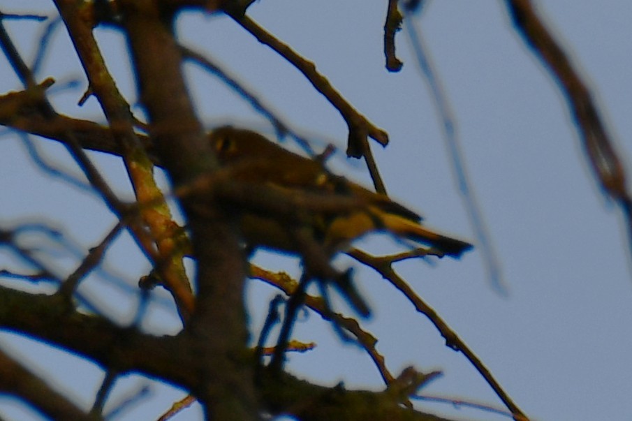Ruby-crowned Kinglet - ML642193085