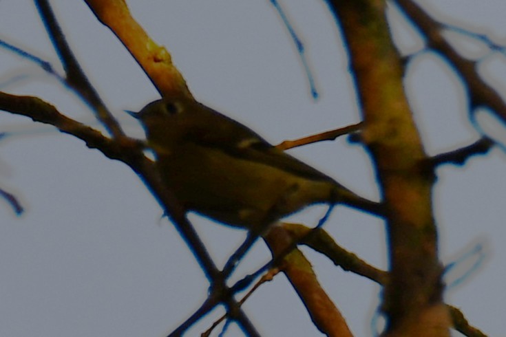 Ruby-crowned Kinglet - ML642193086