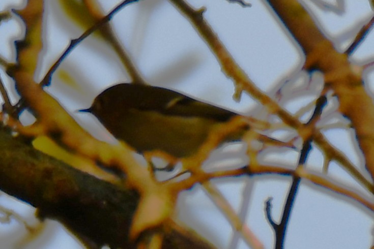 Ruby-crowned Kinglet - ML642193087
