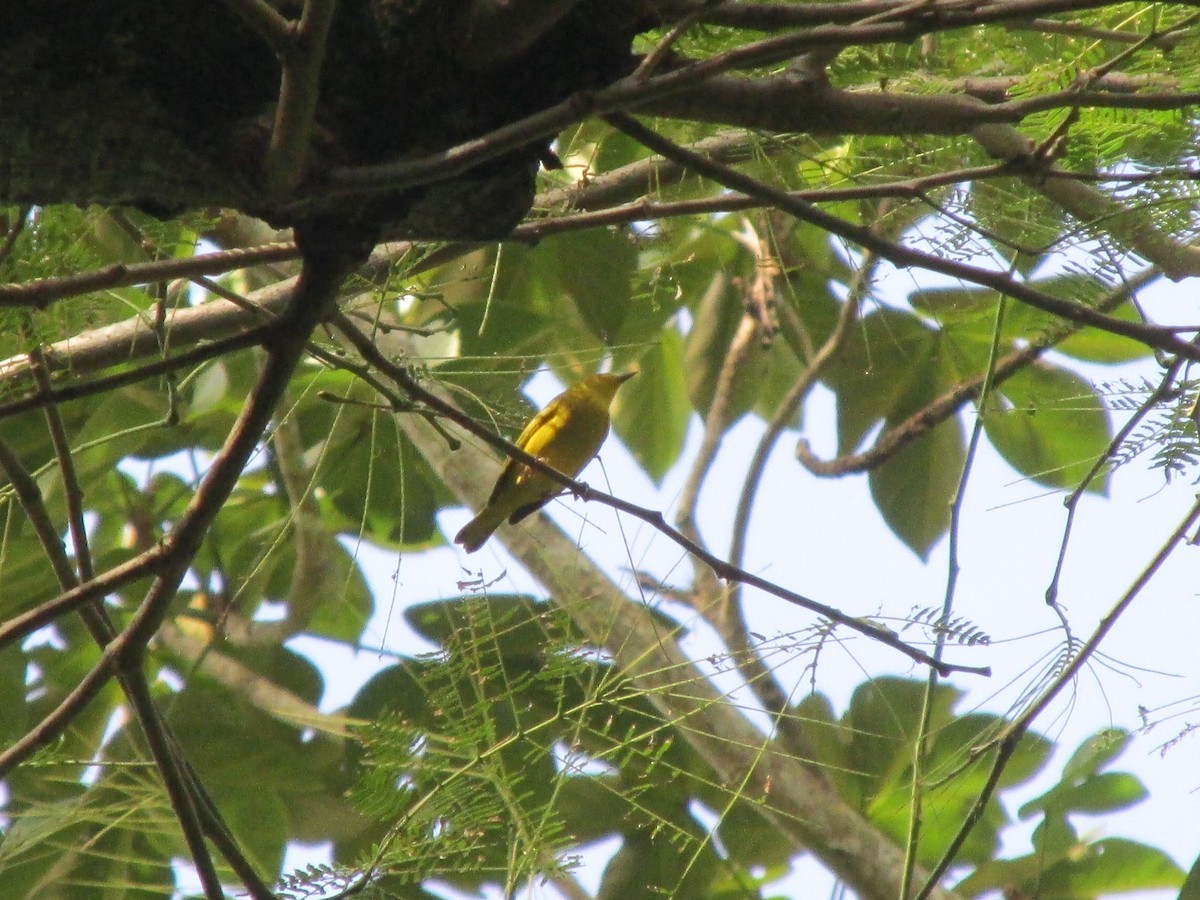 Yellow Warbler (Northern) - ML642193091