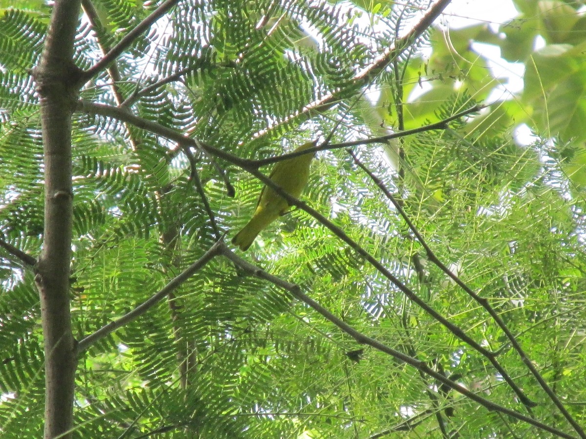 Yellow Warbler (Northern) - ML642193093