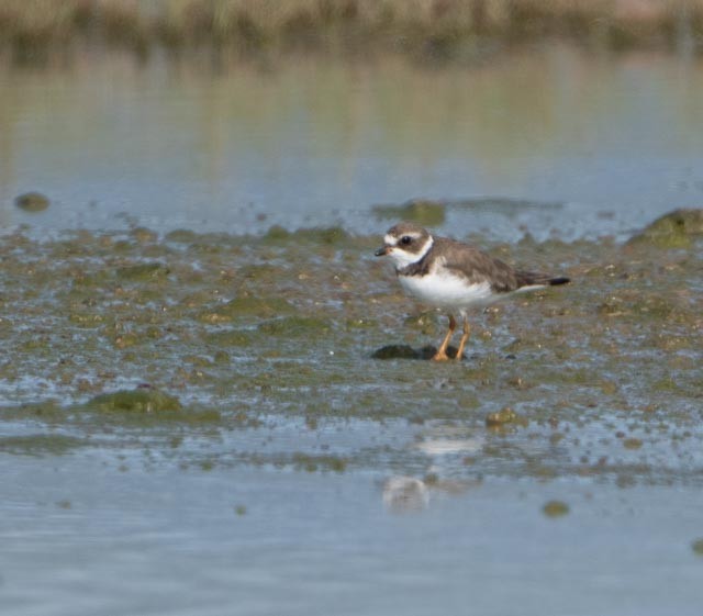Semipalmated Plover - ML642193100