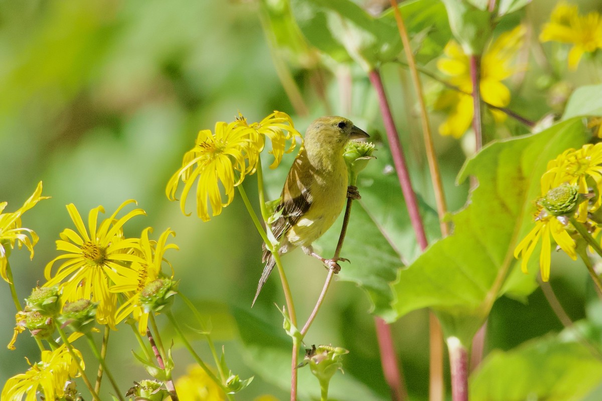 Chardonneret jaune - ML642193101
