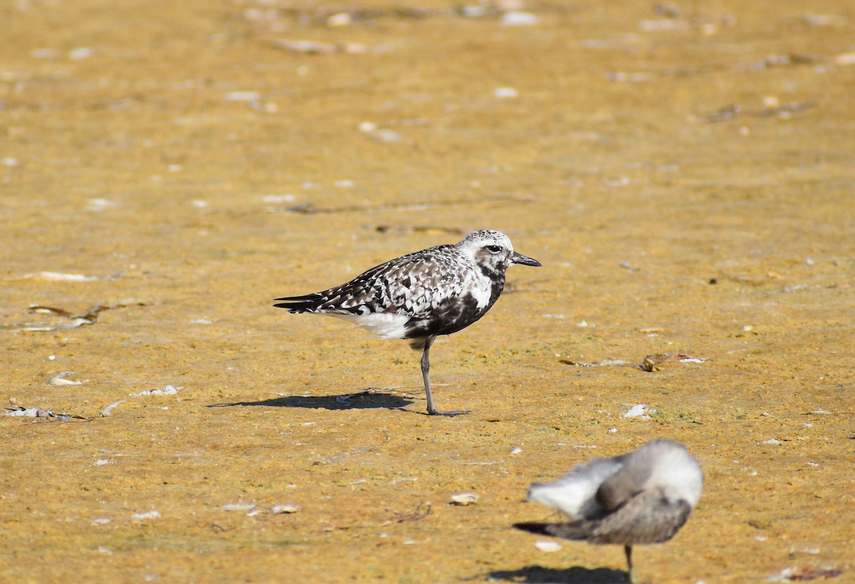 Black-bellied Plover - ML642193105