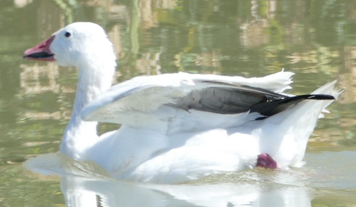 Snow Goose - ML642193109