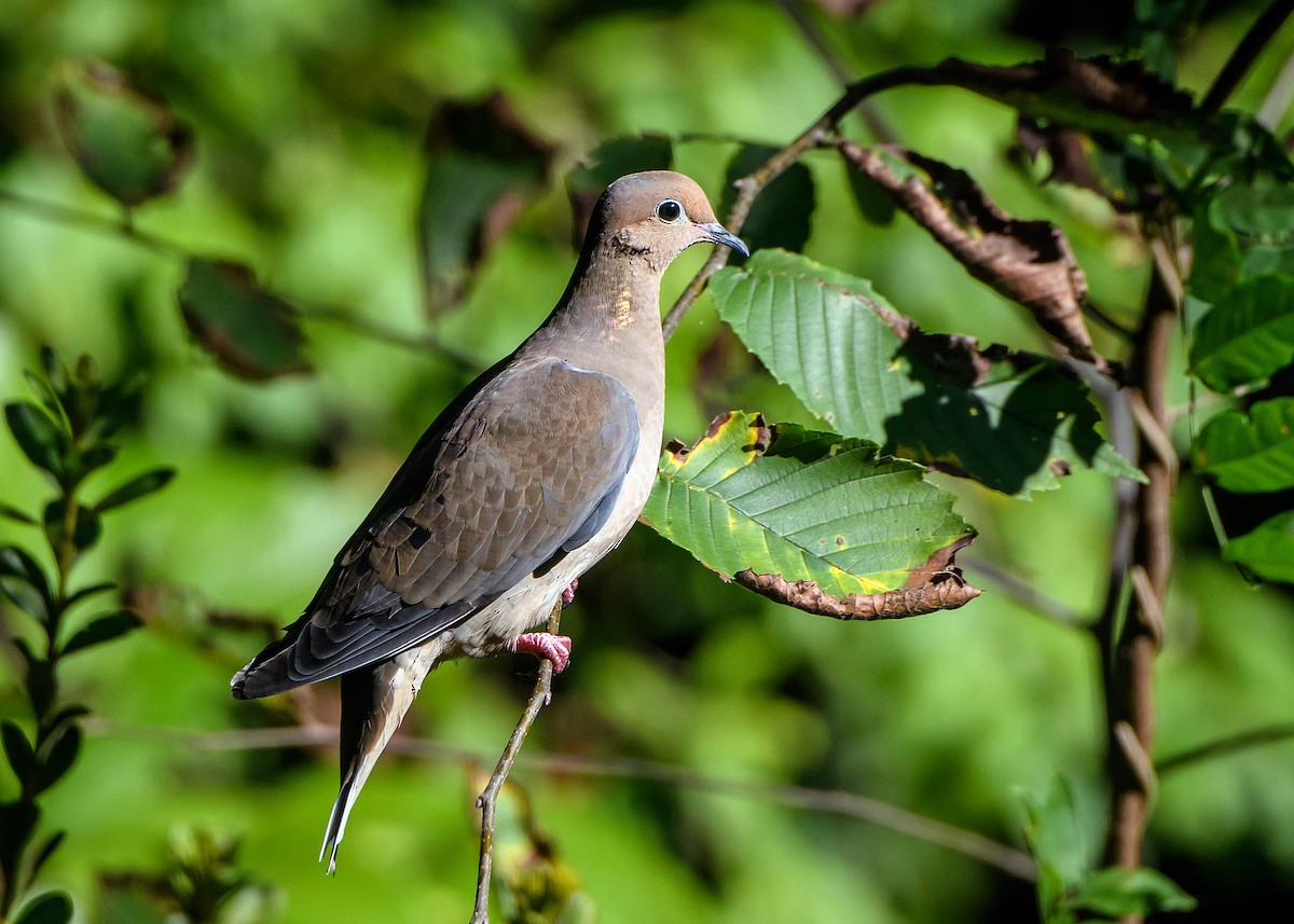 Mourning Dove - ML642193117