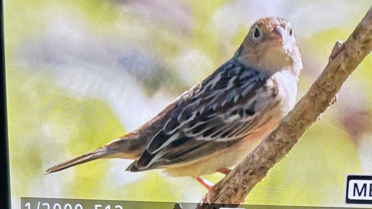 Grasshopper Sparrow - ML642193121