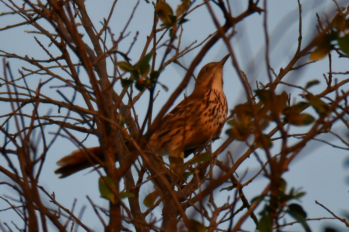 brunspottefugl - ML642193133