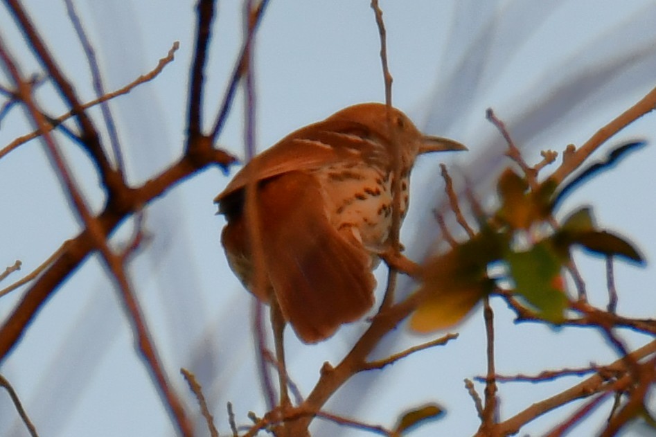 brunspottefugl - ML642193135