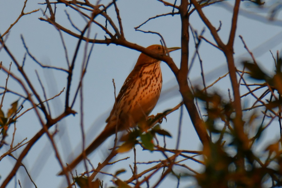 brunspottefugl - ML642193137