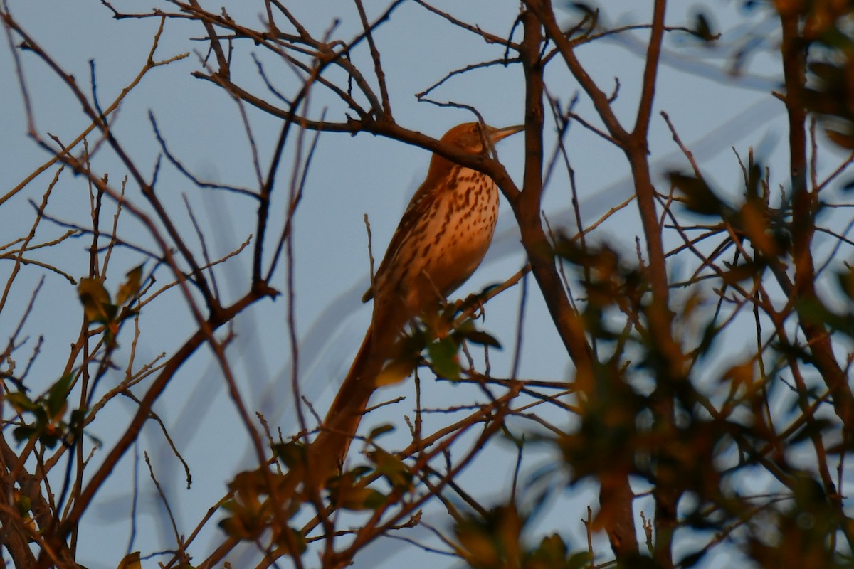 brunspottefugl - ML642193138