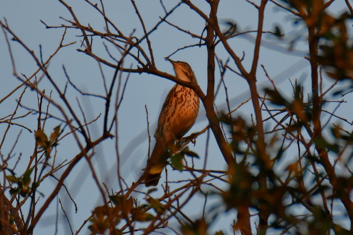 brunspottefugl - ML642193139