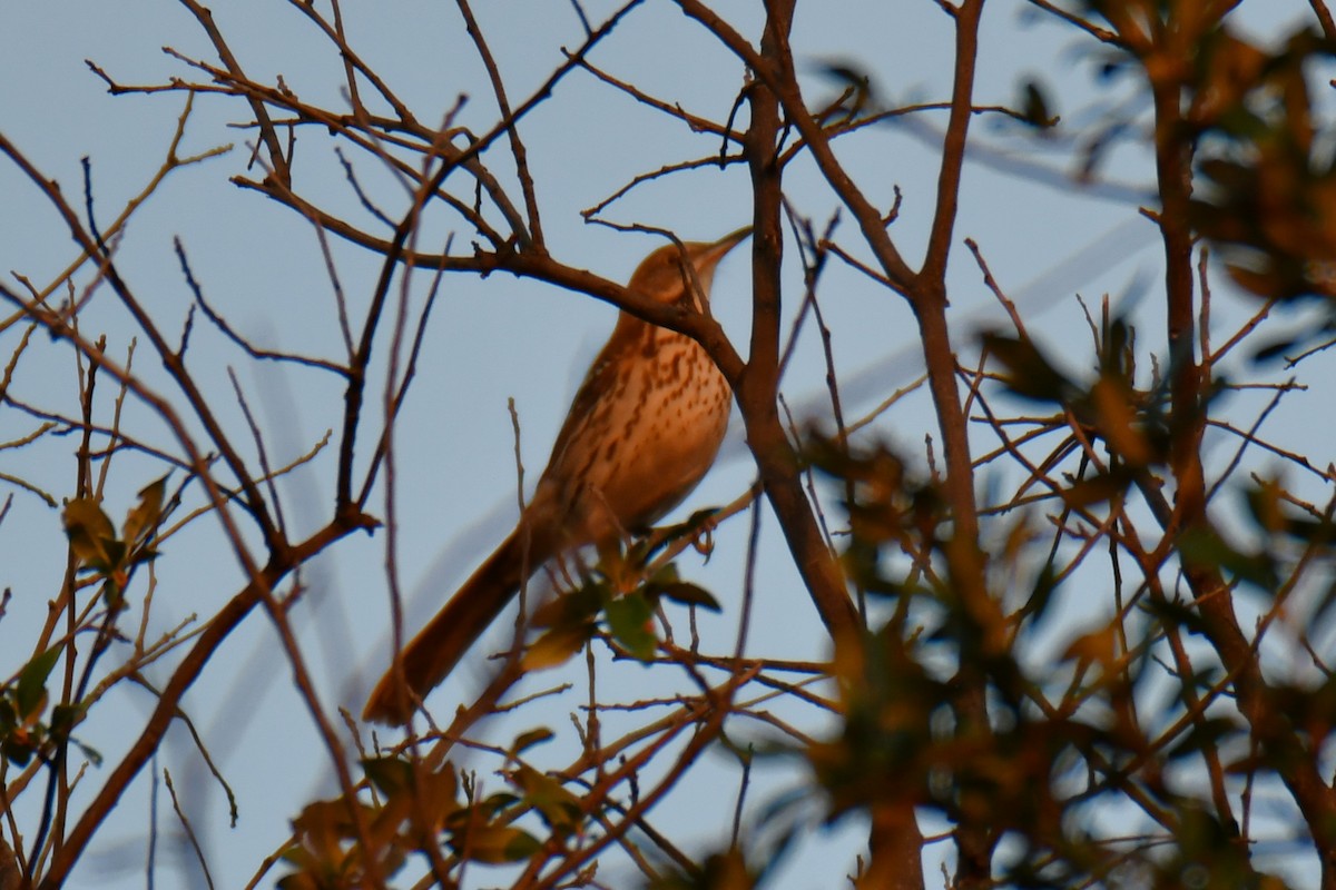 brunspottefugl - ML642193140