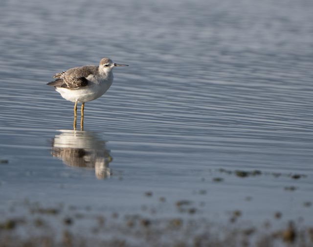 hvithalesvømmesnipe - ML642193144