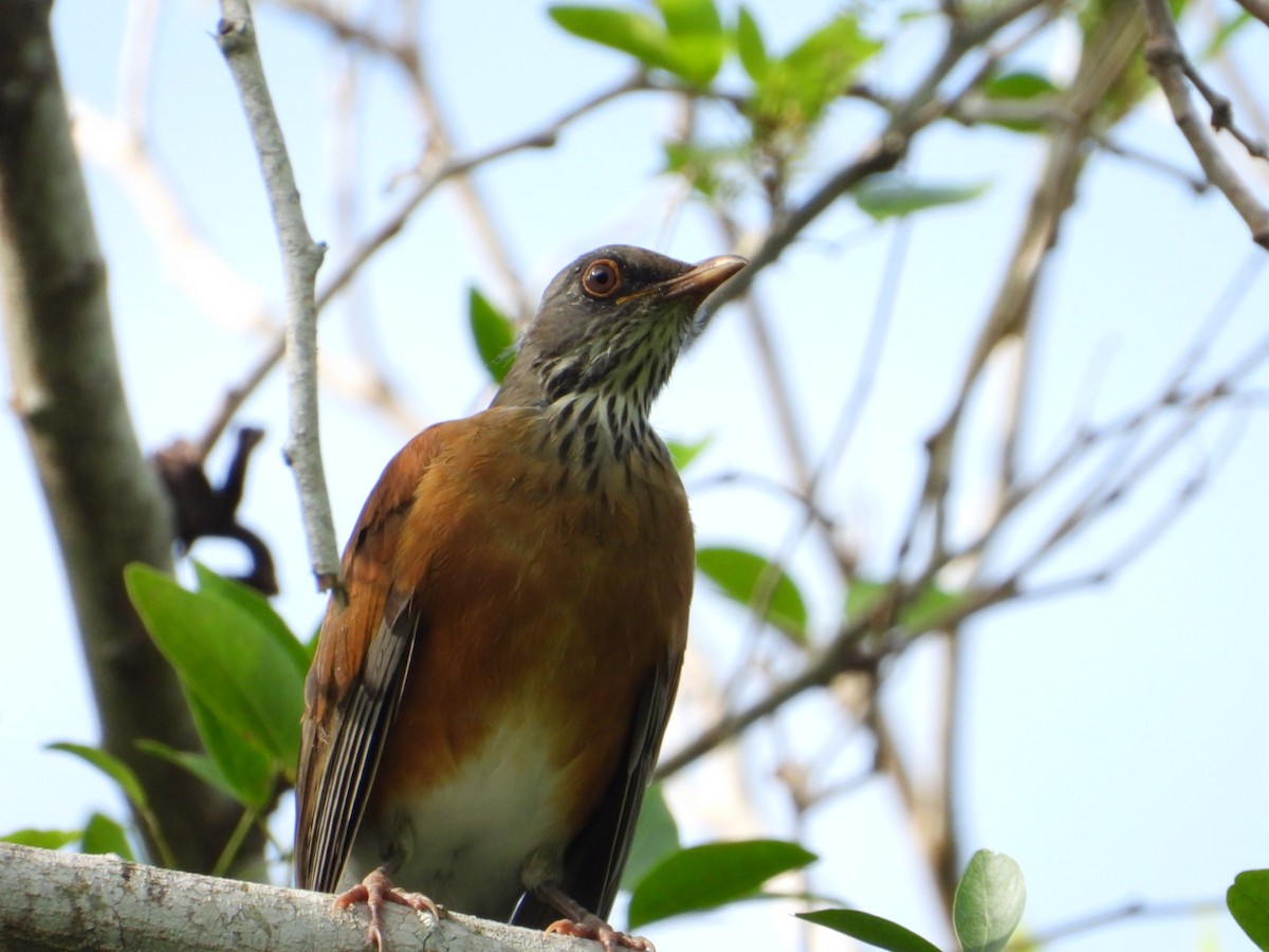 Rufous-backed Robin - ML642193190
