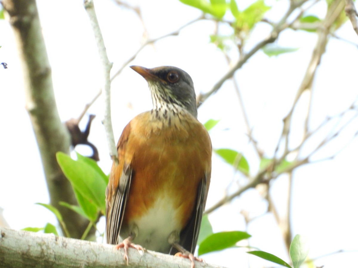 Rufous-backed Robin - ML642193191