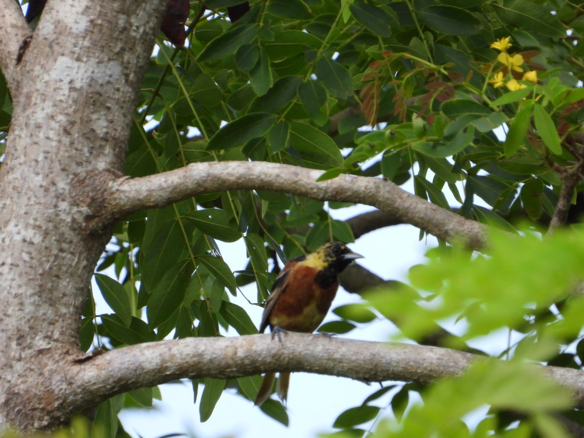 Orchard Oriole - ML642193206