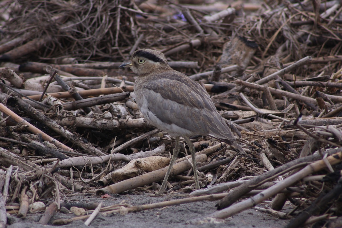 Peruvian Thick-knee - ML642193211