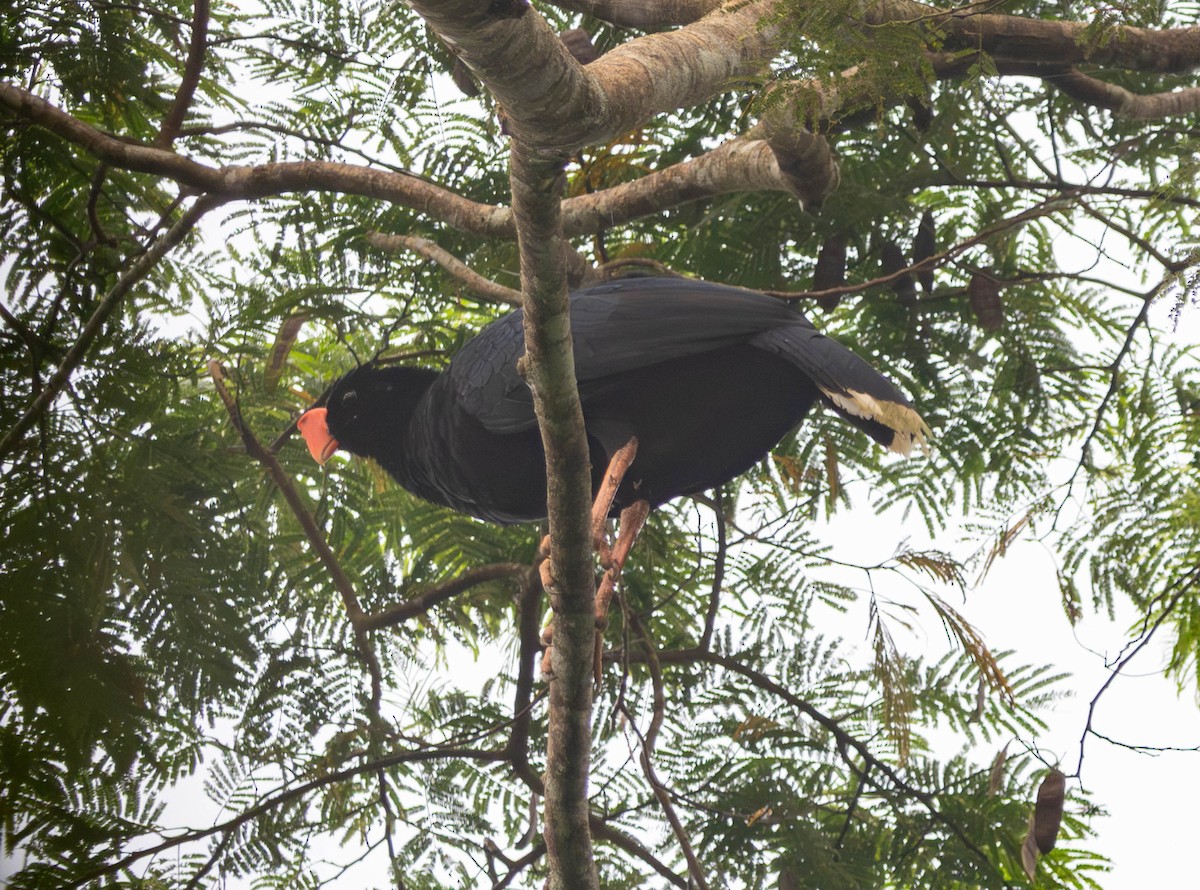 Razor-billed Curassow - ML642193219