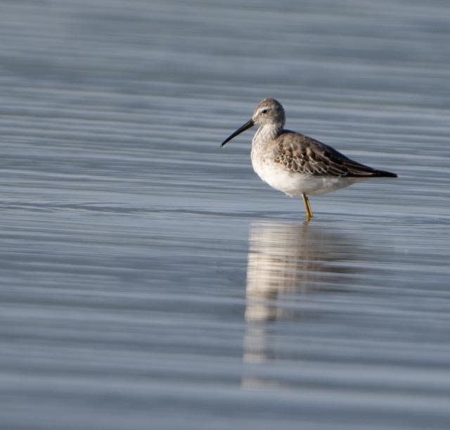 Stilt Sandpiper - ML642193221