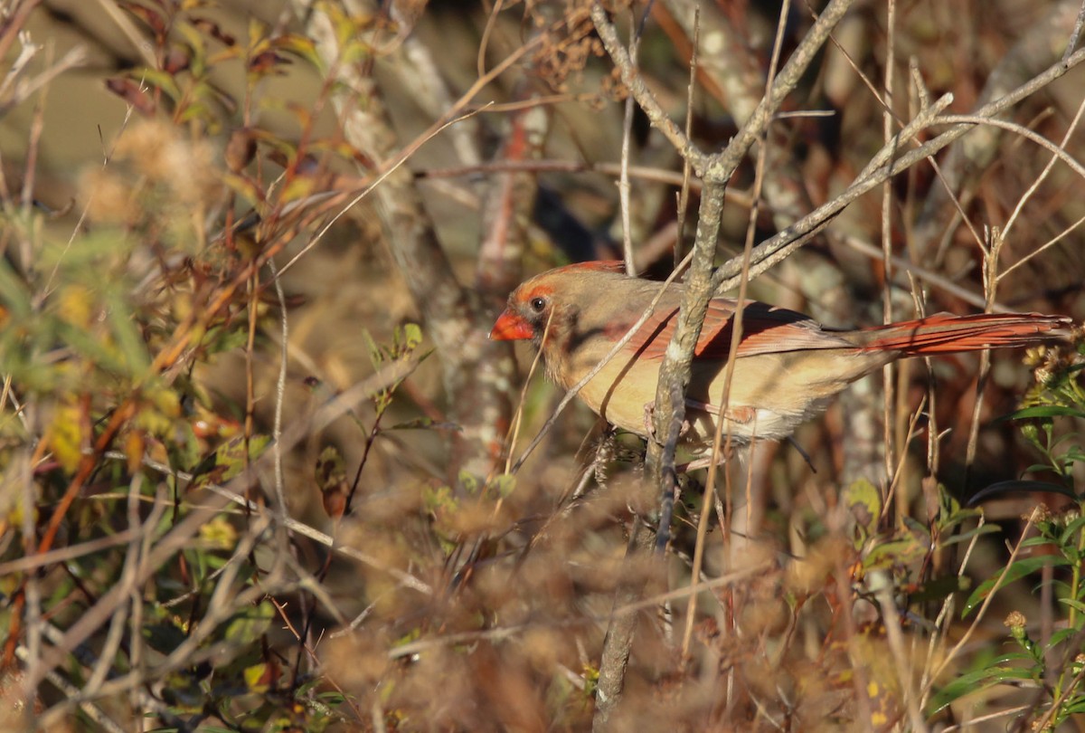Northern Cardinal - ML642193223