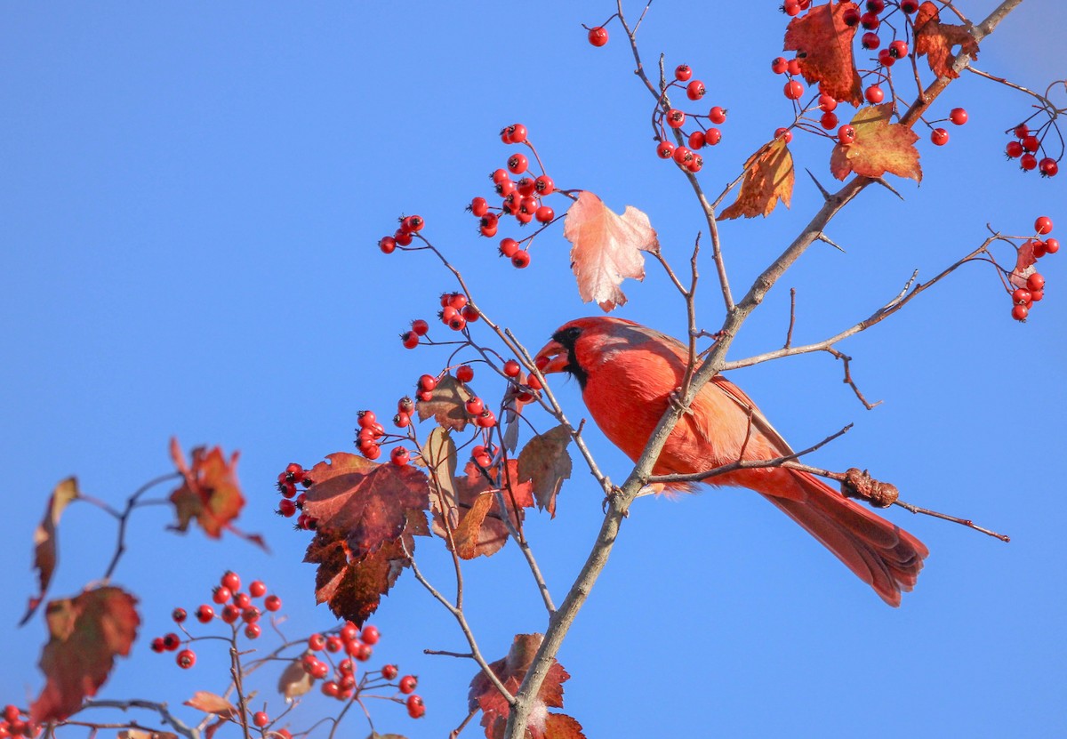 Northern Cardinal - ML642193244